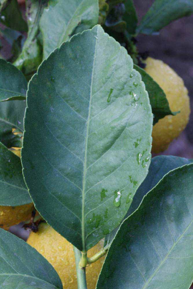            Unifoliolate leaf (Corona Foothill, Riverside, CA)   